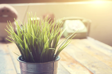 Decorative grass in flower pot, pot with fresh spring grass, House plant on a wooden table,coffee shop,cafeteria background.selective focus,vintage color.