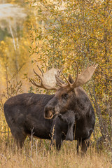 Bull Shiras Moose in Autumn