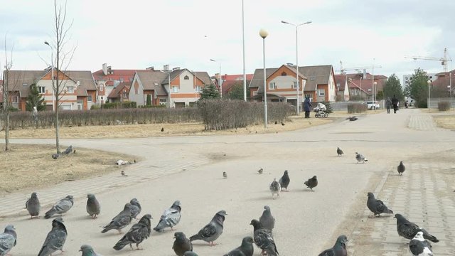 Flock of pigeons eating switchgrass on street of city in spring