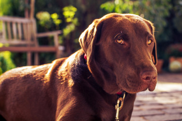 brown labrador