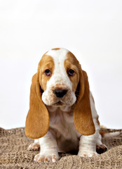 Basset hound puppy sitting  on a rug handmade on white background
