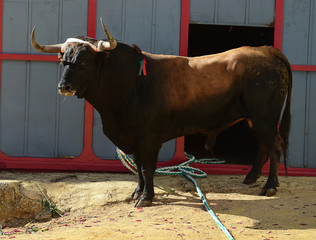toro