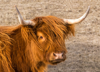 Bad Hair Day / A Highland Cow on a very windy day offering a rare view of its eyes.