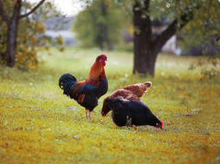 Rooster and two hens