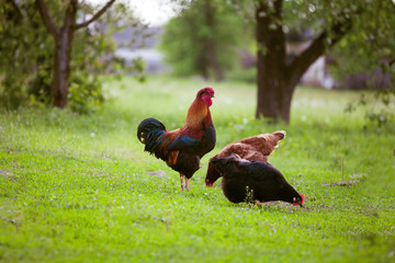 Rooster and two hens