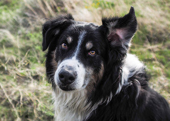 What did you say ? / A English Shepherd at full attention with one ear in the air.
