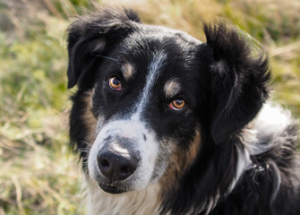 I Love You / A English Shepherd looking affectionately into his masters eyes