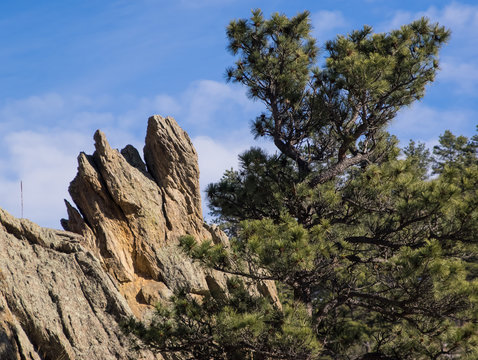 Coyote Face Rock / Dramatic Rock formation that looks like a Coyote head next to a large pine tree