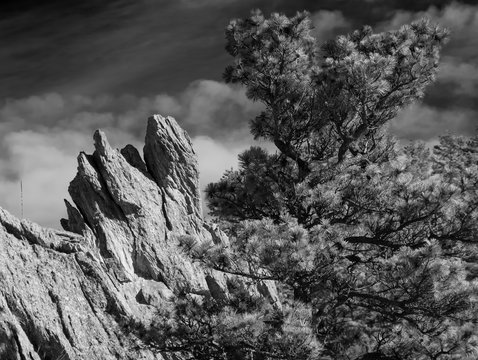 Coyote Face Rock  / Dramatic Rock formation that looks like a Coyote head next to a large pine tree shot in Black and White