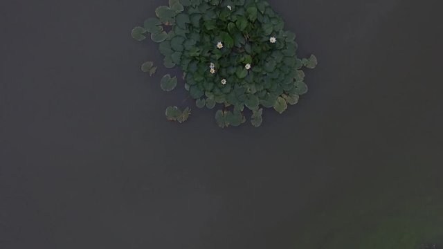Flying over beautiful flower and leaves in swamp. Aerial flower and leaves in lake. Green swamp where the plant floats