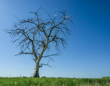 A Monument to Summers Gone By