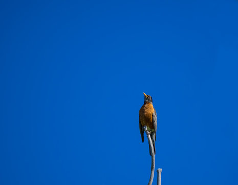 Treetop Robin / Wild robin observing his territory from the treetops
