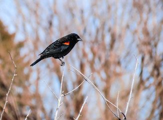 Posing for the Camera / Red Winged Blackbird lands in front of the camera and poses for a photo.