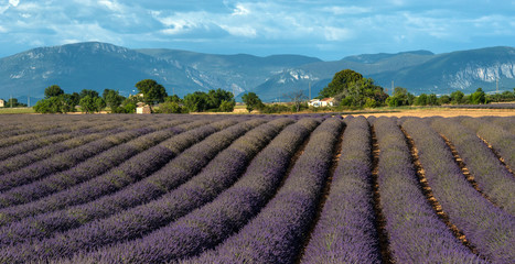 Lavender field