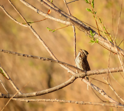 Natures Song - Wild Sage Sparrow singing his song of spring.