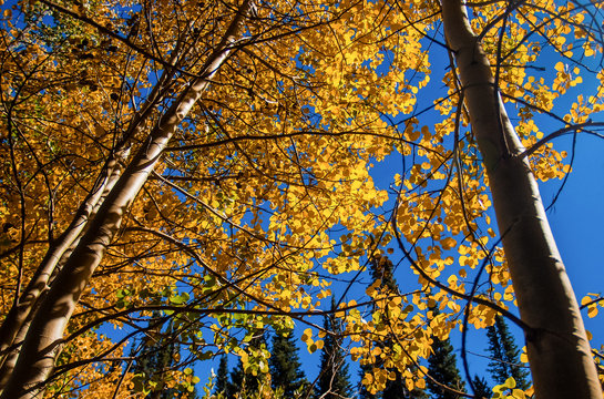 Shimmering Aspens / Colorado Rocky Mountain Aspens in full fall color shimmering in the sunlight