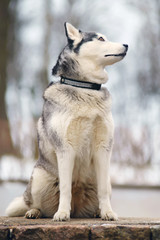 Grey Siberian Husky dog sitting on an old stone wall in winter