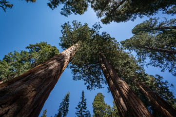 Giant sequoia trees in Sequoia National Park, California, USA.