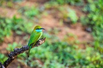 Bee-eater or Merops orientalis sits on branch