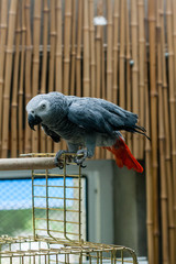 Parrot Jaco sits on a cage