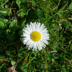 G&auml;nsebl&uuml;mchen Wiese Garten