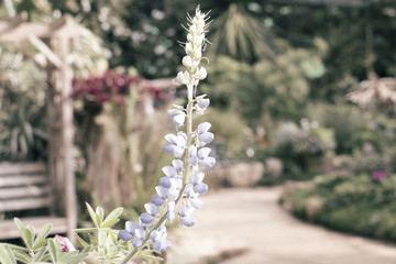 colorful of flower and sunlight