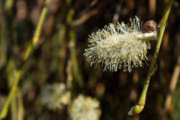 Weide Weidenkätzchen