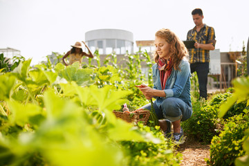 Friendly team harvesting fresh vegetables from the rooftop greenhouse garden and planning harvest season on a digital tablet