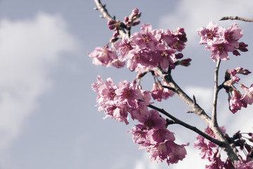 colorful of cherry Blossom and green leaf with sun light,