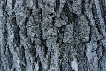 Old bark macro