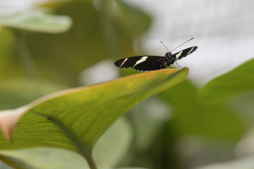 Exotischer Schmetterling, heliconius, doris