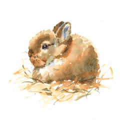 Watercolor Cute Baby Bunny Rabbit Hand Drawn Pet Animal Illustration isolated on white background