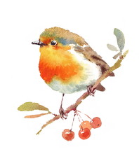 Watercolor Bird Robin on the Branch with Berries Hand Drawn Fall Illustration isolated on white background