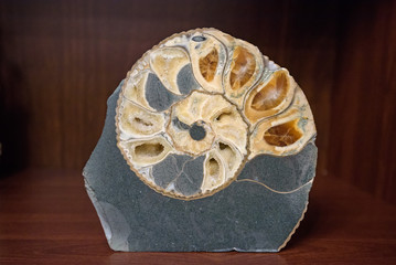Nice big decorative gold shell in stone