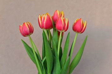tulipes