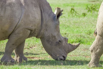 Foto op Plexiglas Closeup of a head of white rhino © greentellect