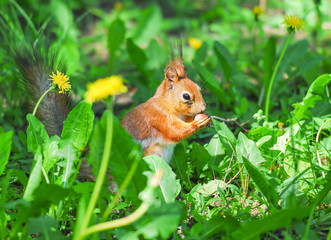 Squirrel gnawing on a hazelnut. Squirrel shedding in the spring