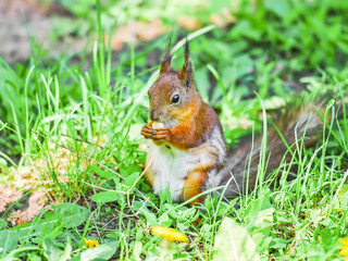 Naklejka na ściany i meble Squirrel gnawing on a hazelnut. Squirrel shedding in the spring