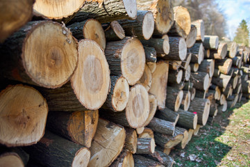 Cutted woods, firewood