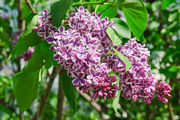 Obraz na płótnie Canvas Blooming varietal selection two-tone lilac (Syrínga). The Sort Of 