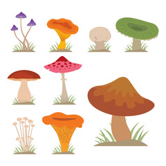 Plakat Mushrooms for cook food and poisonous nature meal vegetarian healthy autumn edible and fungus organic vegetable raw ingredient vector illustration.