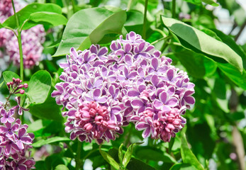 Blooming varietal selection two-tone lilac (Syrínga). The Sort Of 