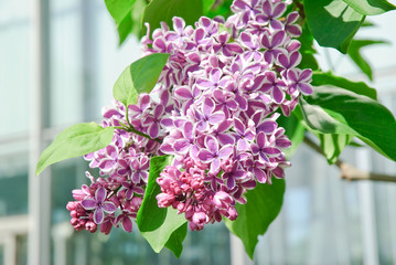 Blooming varietal selection two-tone lilac (Syr&iacute;nga). The Sort Of "Sensation"