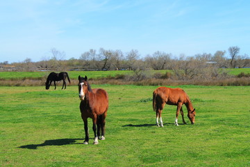 Fototapeta premium Chevaux de Camargue, France