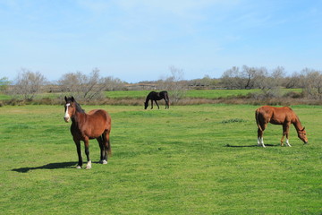 Chevaux de Camargue, France