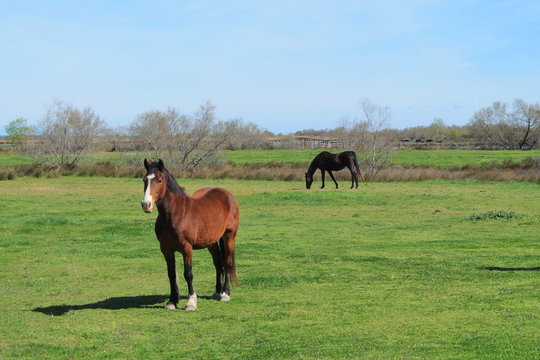 Chevaux de Camargue, France