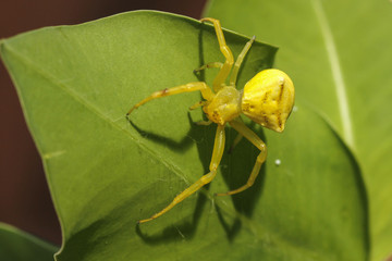 Araña amarilla en el jardin