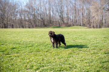 Cute black dog standing