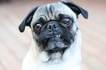 Cute Pug! 