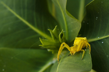 Araña amarilla en el jardin